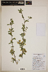 Coursetia glandulosa image