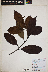 Nectandra brochidodroma image