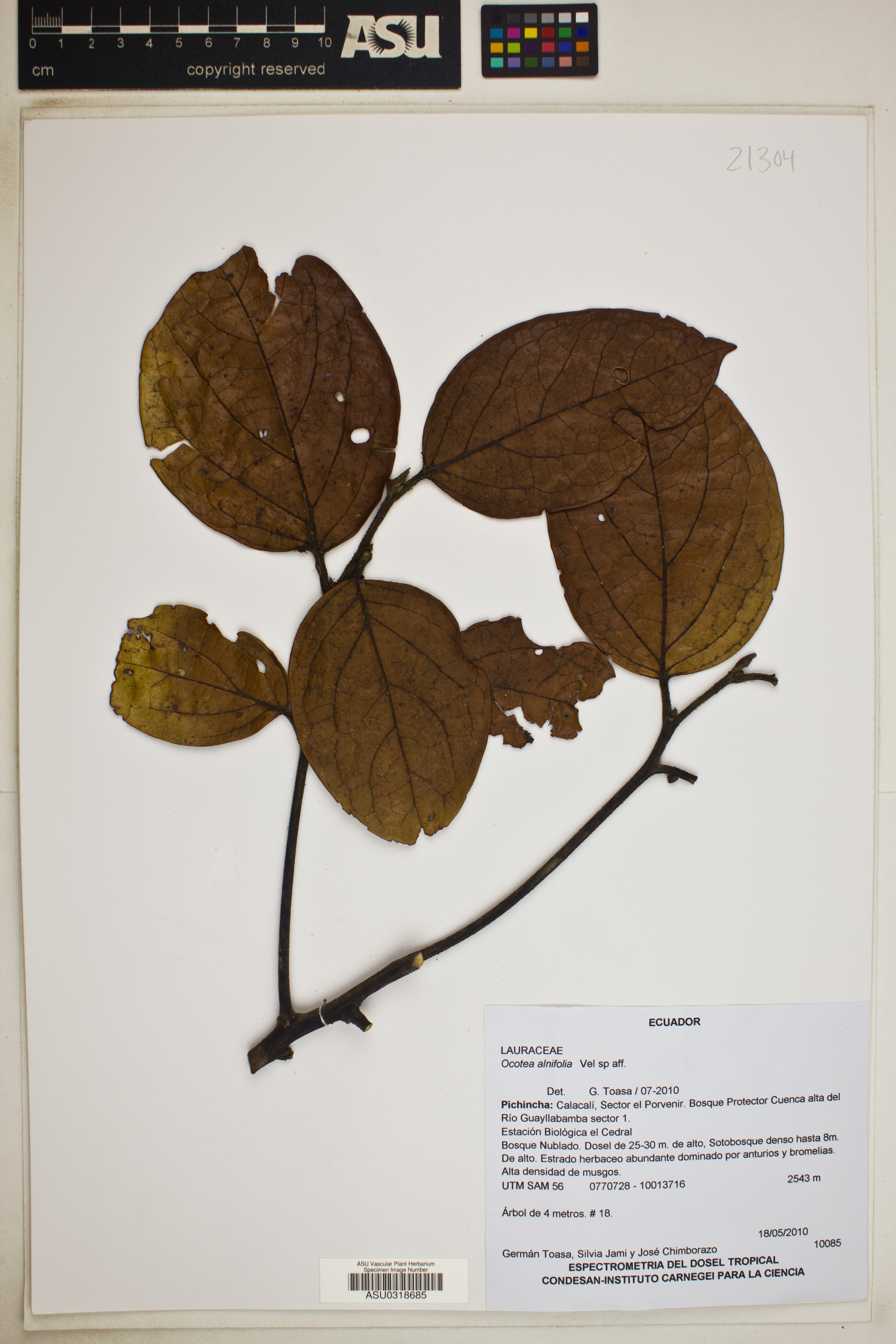Ocotea alnifolia image