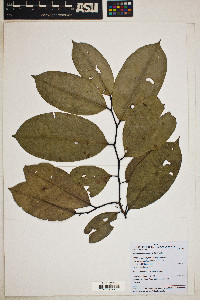 Eschweilera coriacea image