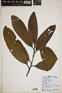 Ocotea aciphylla image