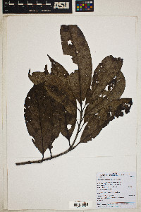 Nectandra brochidodroma image