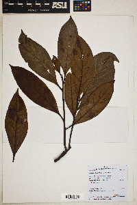 Nectandra brochidodroma image