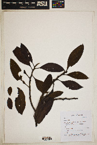 Nectandra laurel image