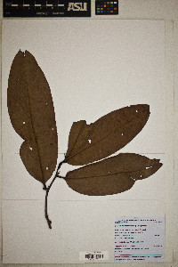 Eschweilera micrantha image