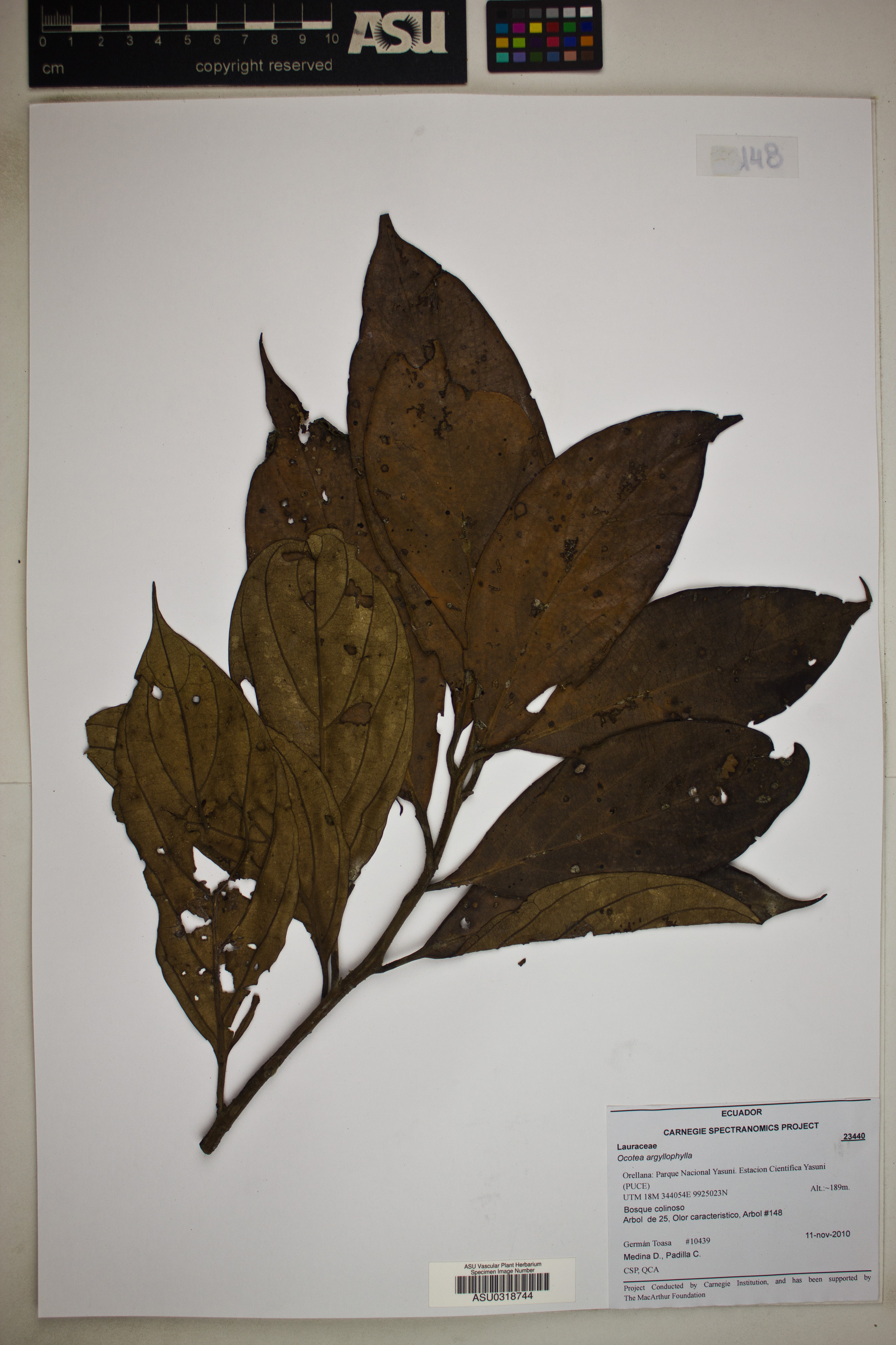 Ocotea argyrophylla image