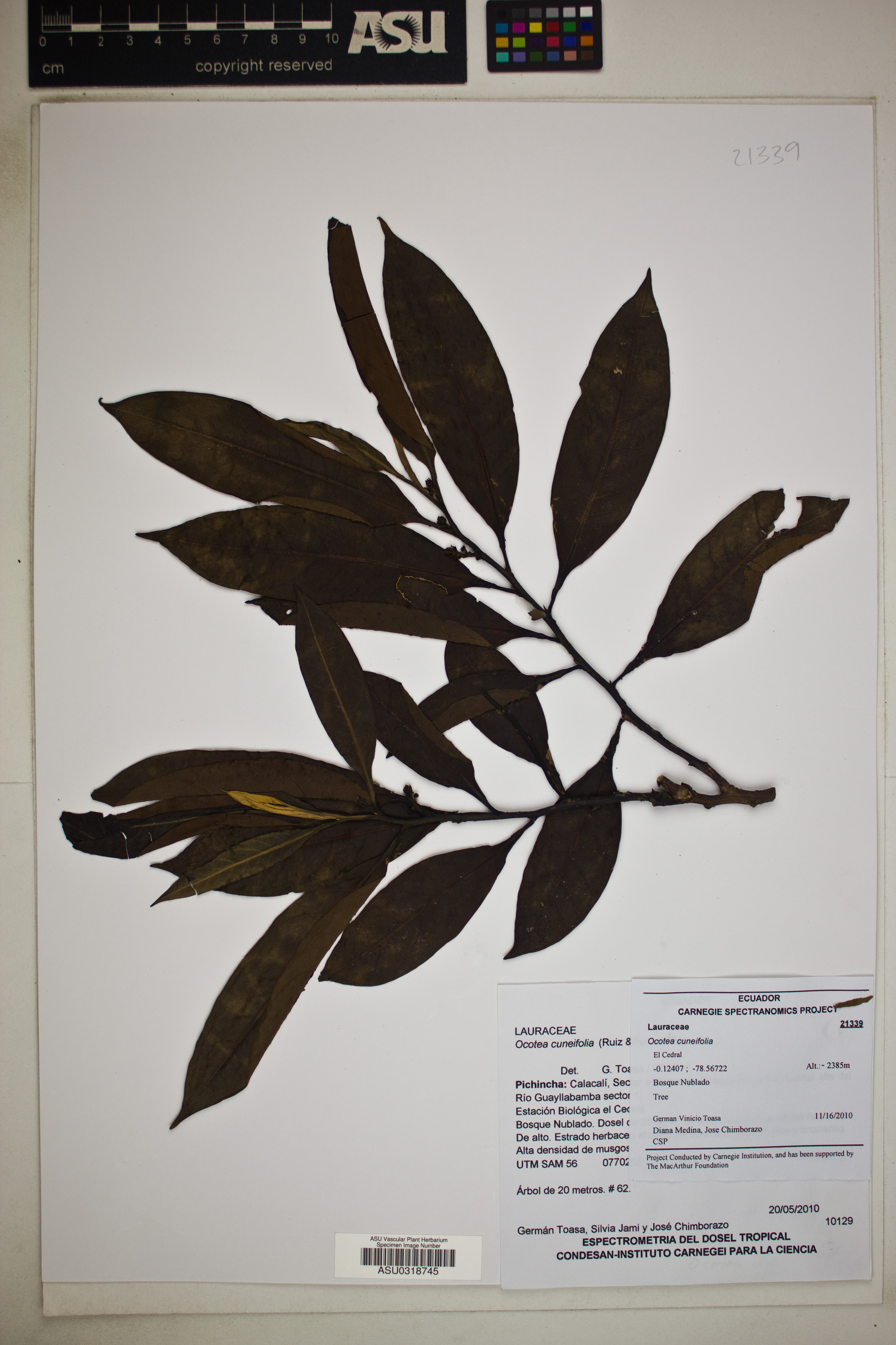 Ocotea cuneifolia image