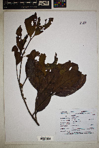 Nectandra purpurea image