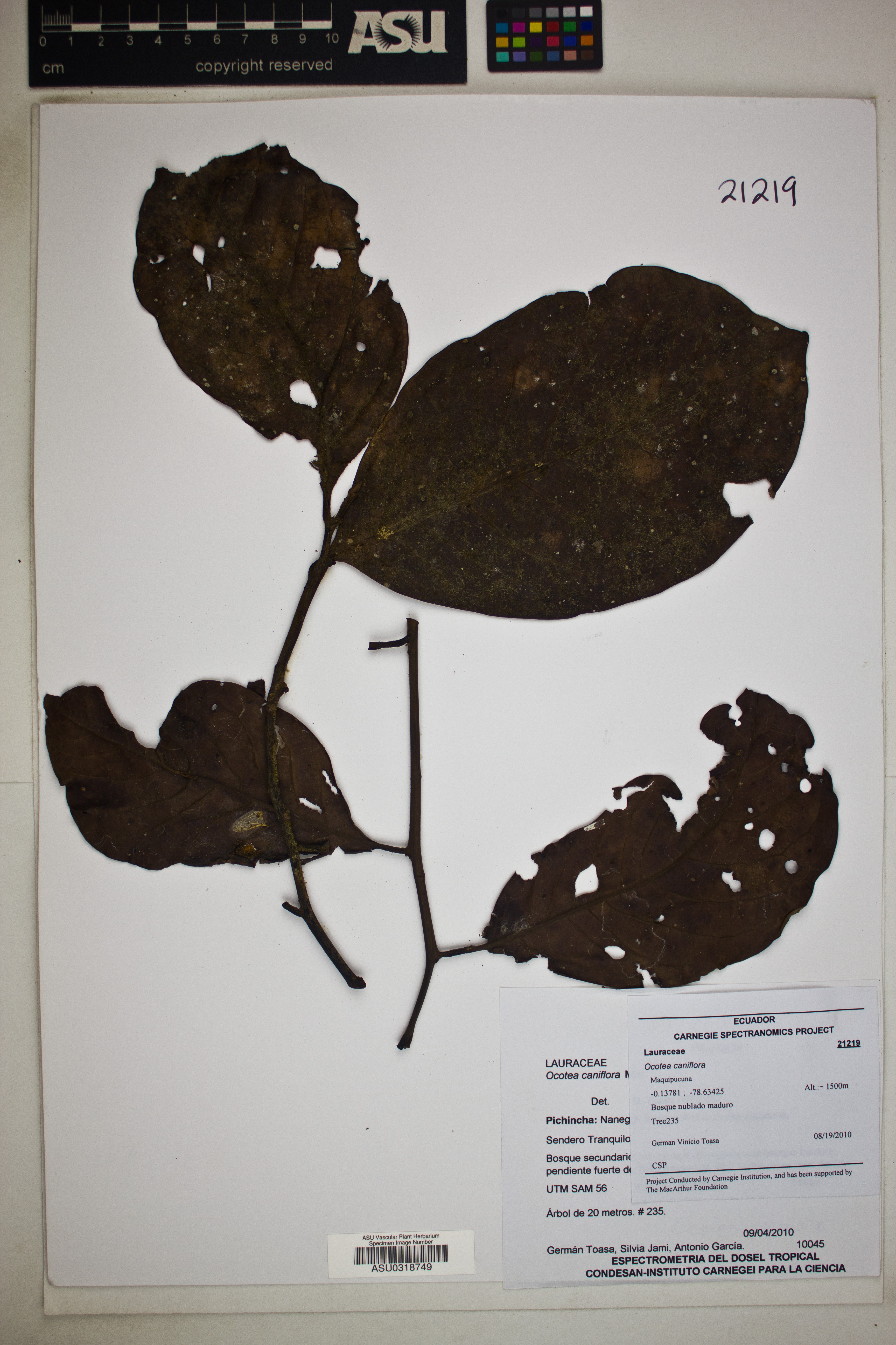 Ocotea caniflora image