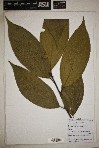 Endlicheria robusta image