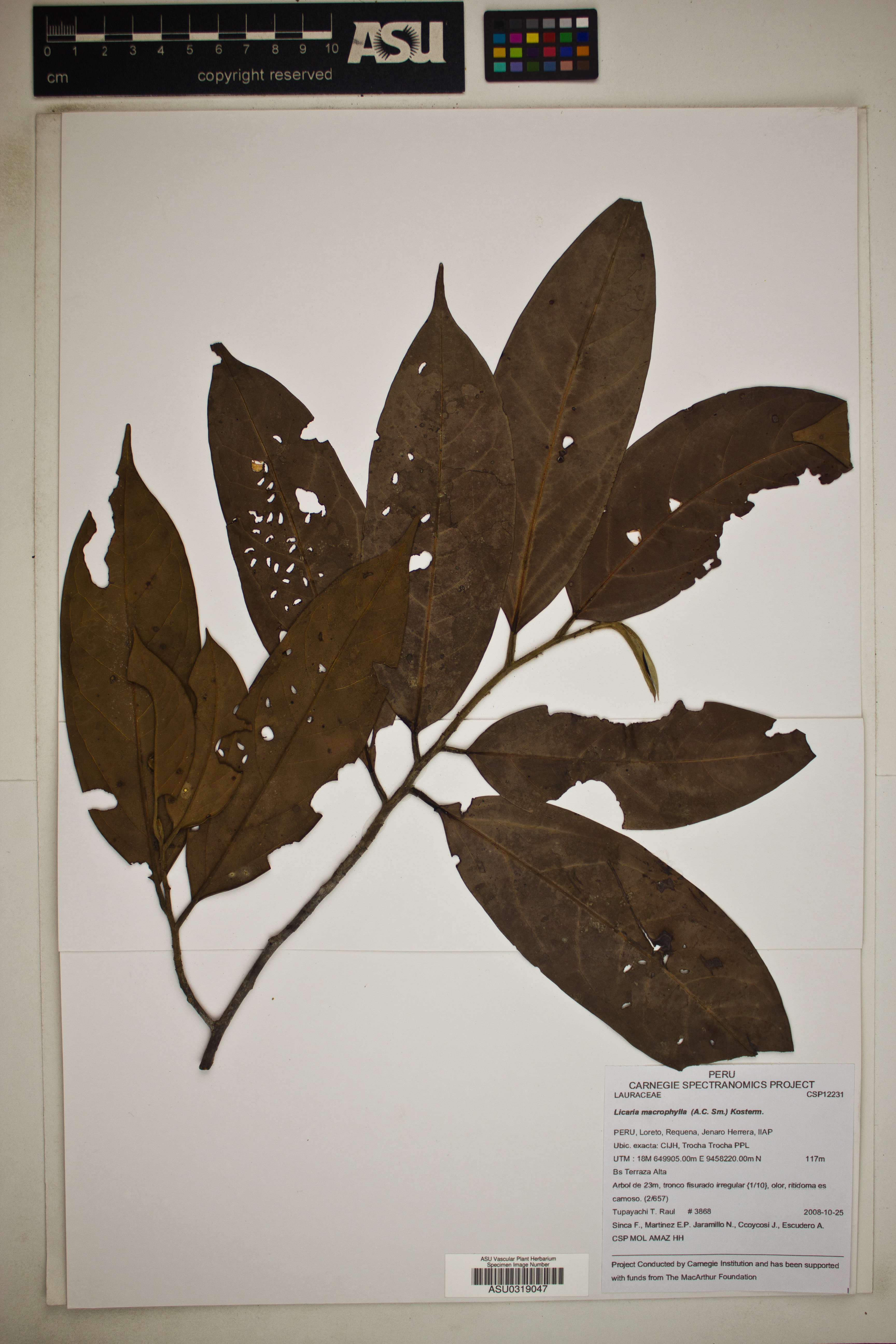 Licaria macrophylla image