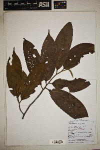 Licaria macrophylla image