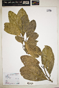 Licaria excelsa image