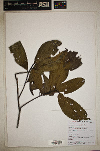 Nectandra longifolia image