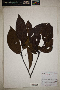 Nectandra purpurea image