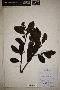 Gaiadendron punctatum image