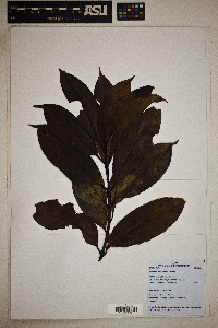 Beilschmiedia brasiliensis image