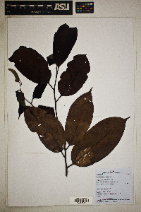 Ocotea aciphylla image