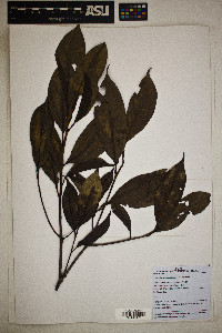 Pleurothyrium acuminatum image