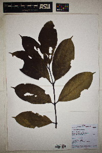 Beilschmiedia brasiliensis image