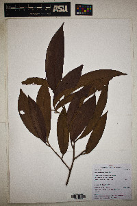 Ocotea aciphylla image