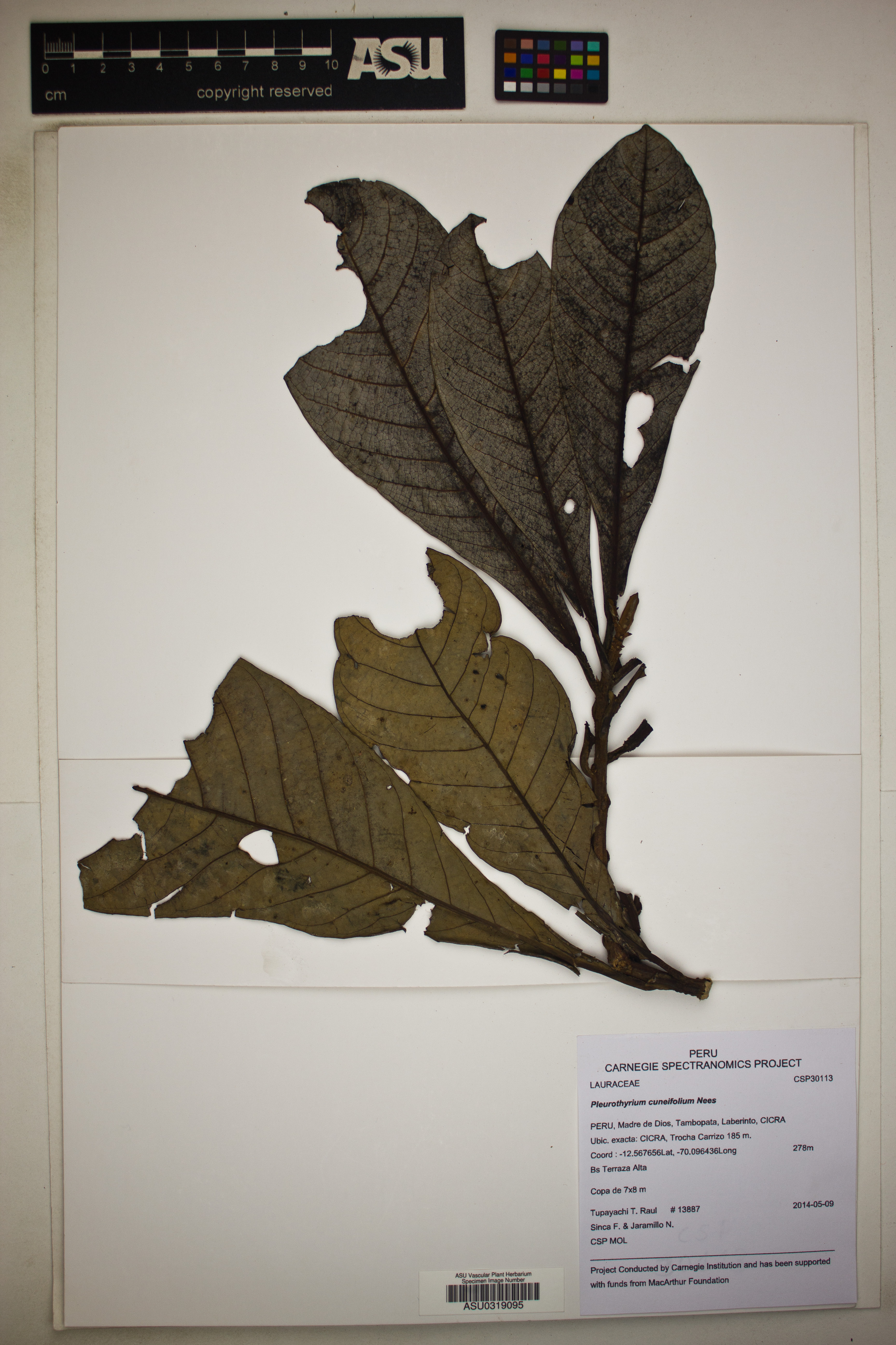 Pleurothyrium cuneifolium image