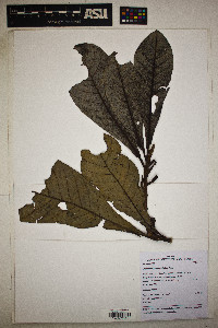 Pleurothyrium cuneifolium image