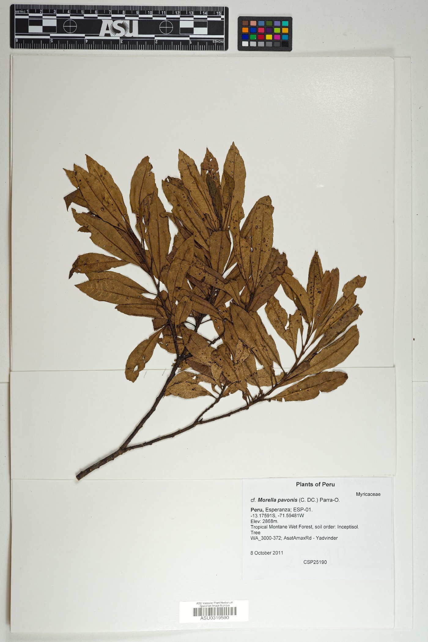 Morella pavonis image