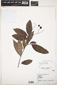 Myrcia guianensis image