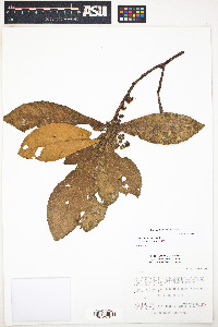 Sloanea brevipes image