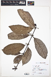 Siparuna guianensis image