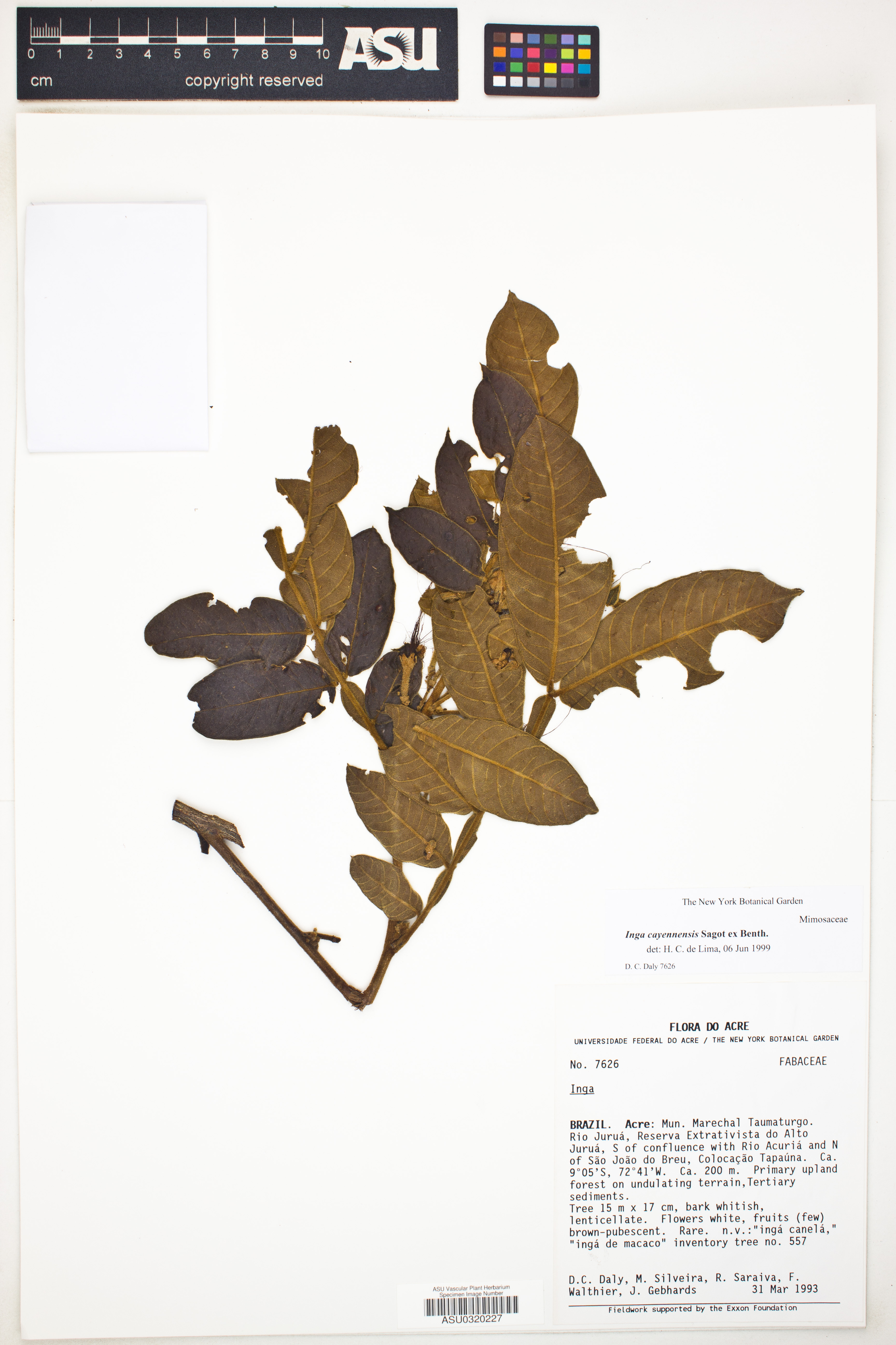 Inga cayennensis image