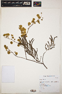 Acacia retusa image