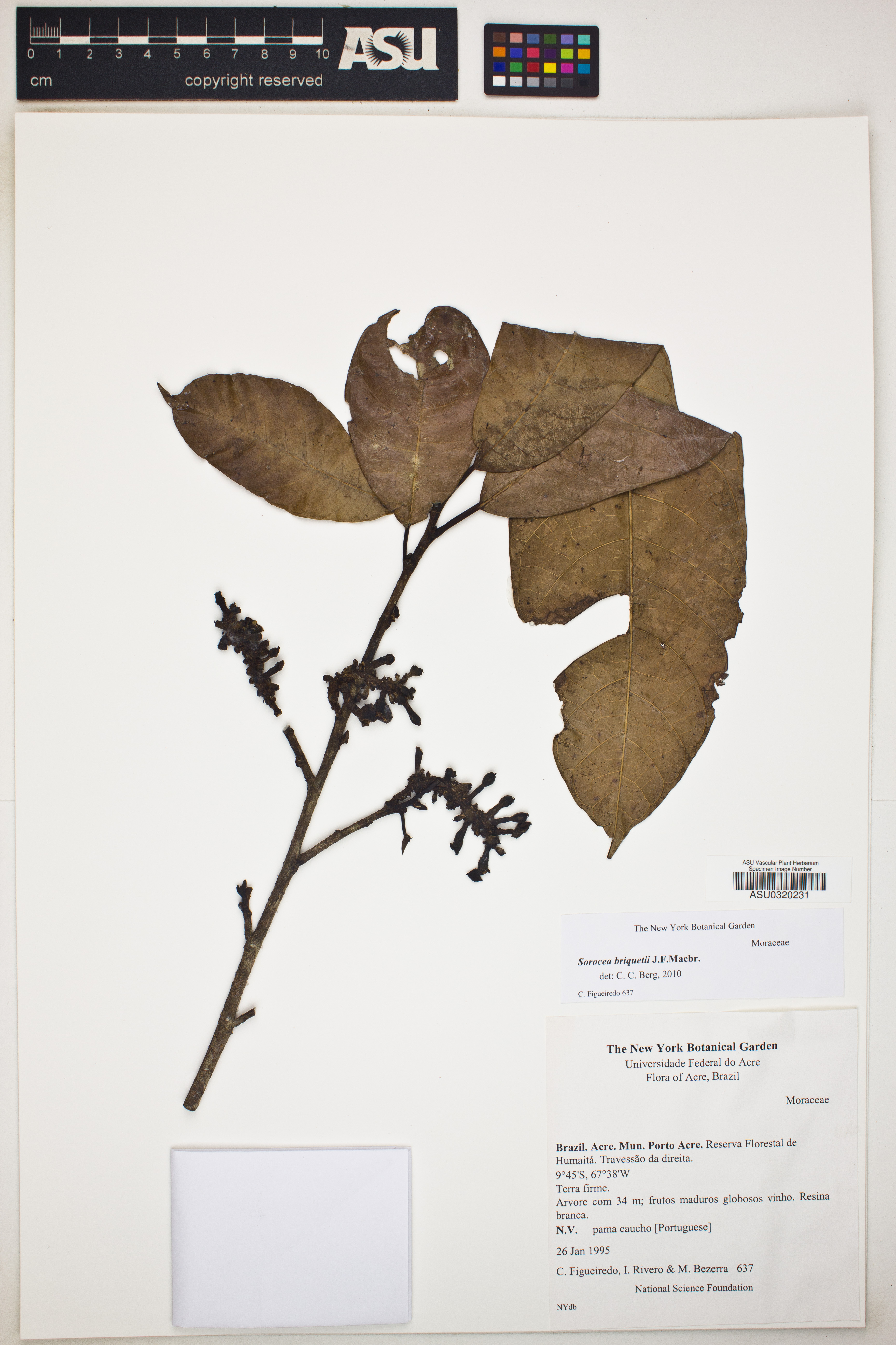 Sorocea briquetii image