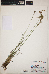 Juncus interior image