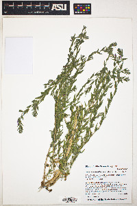 Epilobium densiflorum image