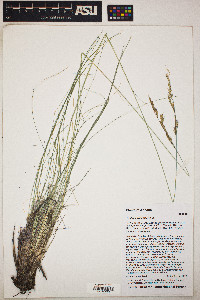 Festuca arizonica image