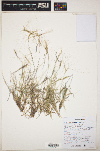 Scleropogon brevifolius image