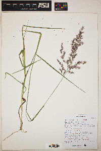 Melinis repens image