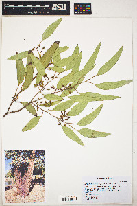Eucalyptus sideroxylon image