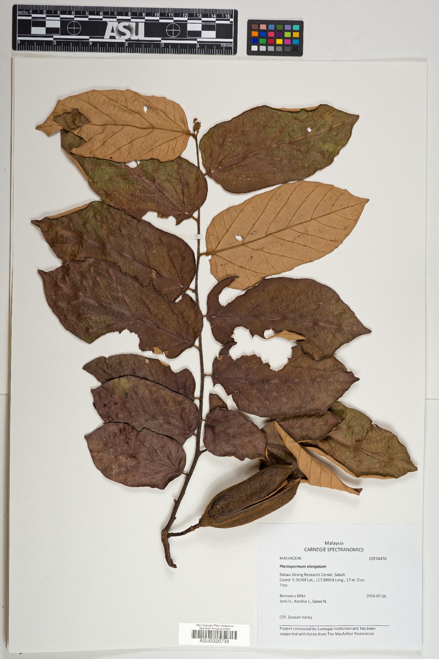 Pterospermum elongatum image