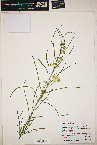 Asclepias subverticillata image