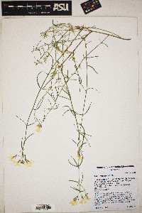 Phlox tenuifolia image
