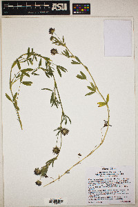 Trifolium variegatum var. parunuweapensis image