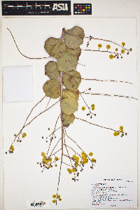 Acacia pyrifolia image