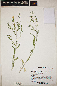 Mentzelia multiflora image