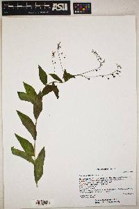 Mertensia franciscana image