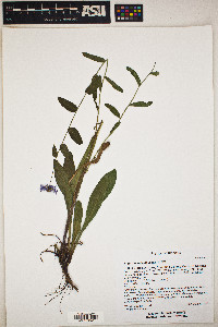 Erigeron speciosus image