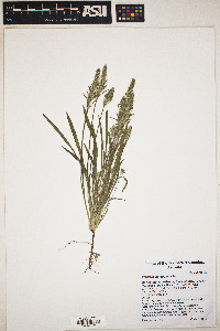 Plantago patagonica image