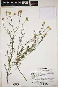 Senecio flaccidus var. monoensis image